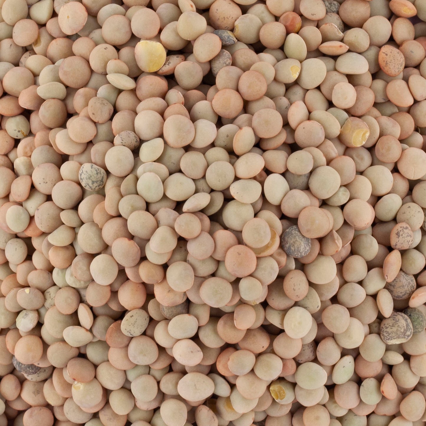 LENTILLES BLONDES, 500g