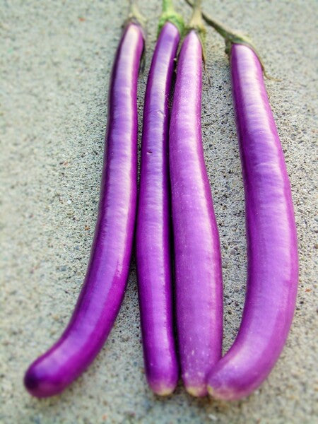 AUBERGINE KAREENA, KG