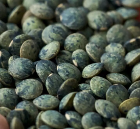 LENTILLES VERTES, 500g