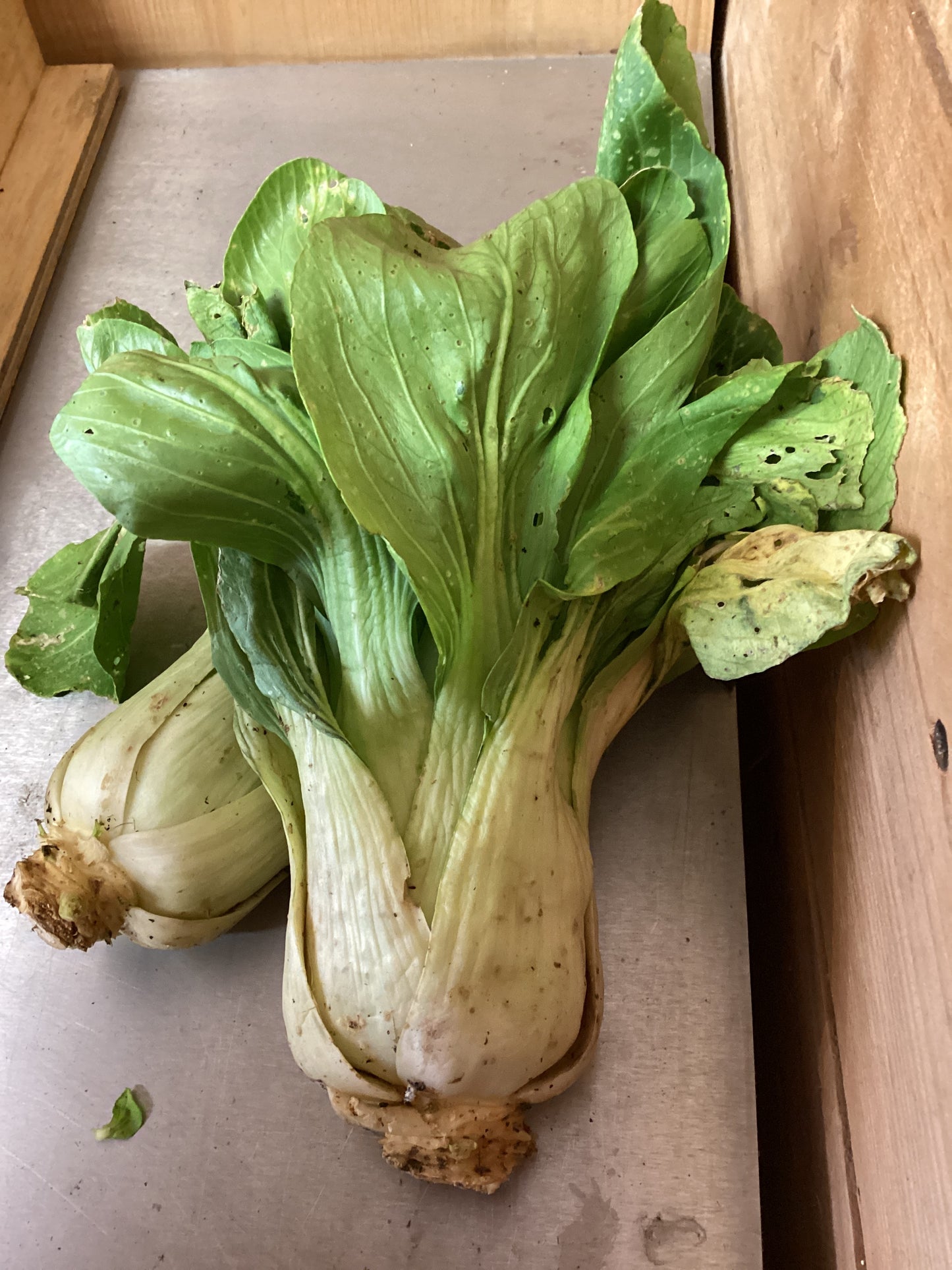 CHOU CHINOIS, PAK SHOÏ