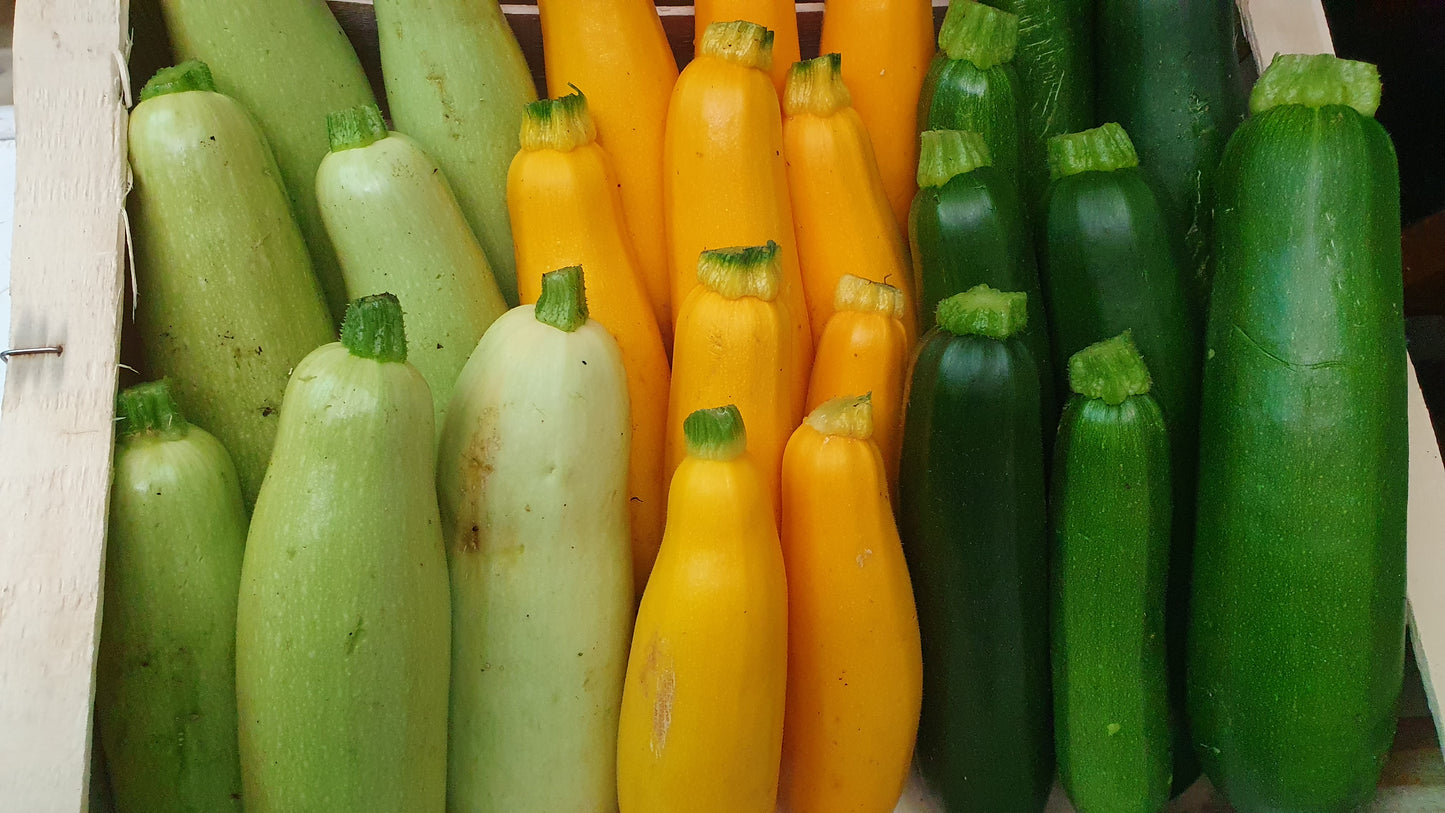 COURGETTE LONGUE, KG