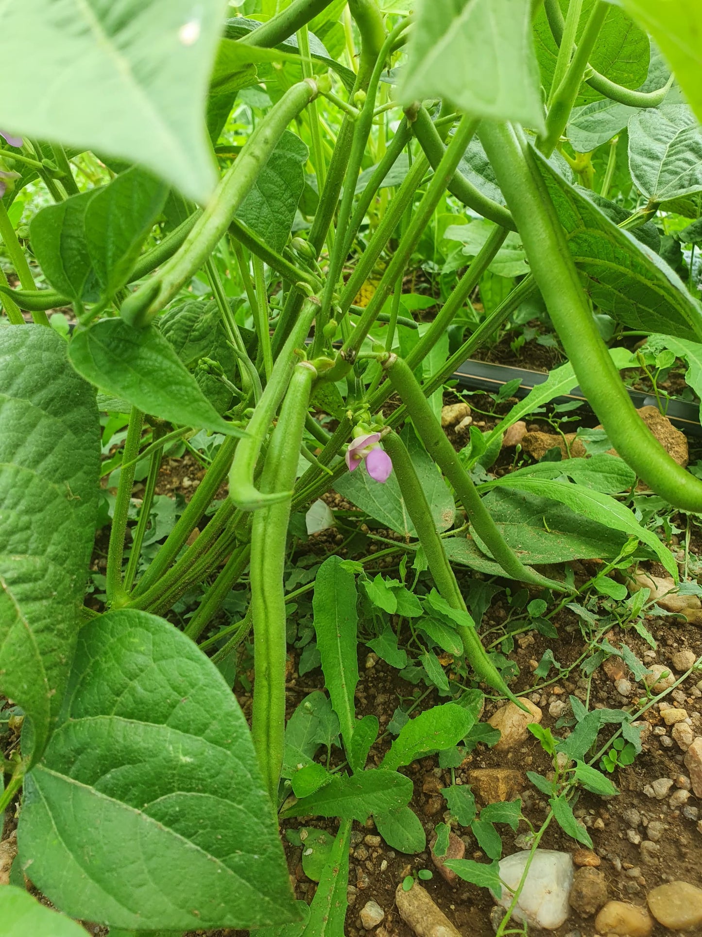 HARICOTS, VERTS NOUVEAUX