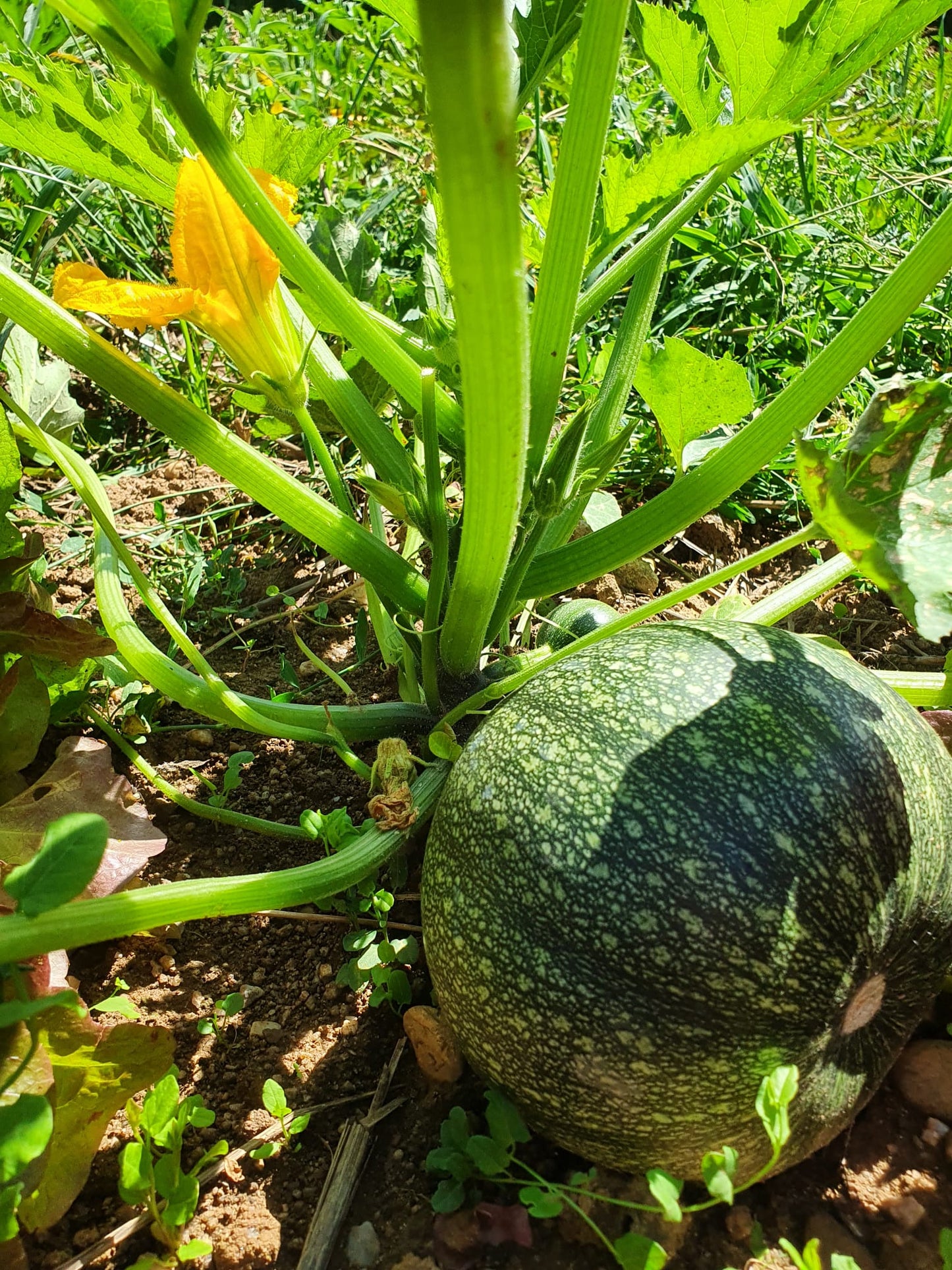 COURGETTE RONDE, KG