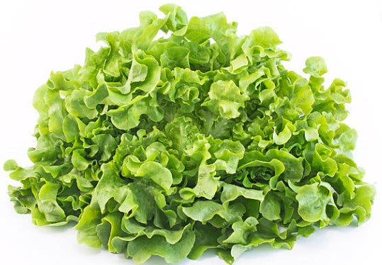FEUILLES DE CHÊNE, VERTE