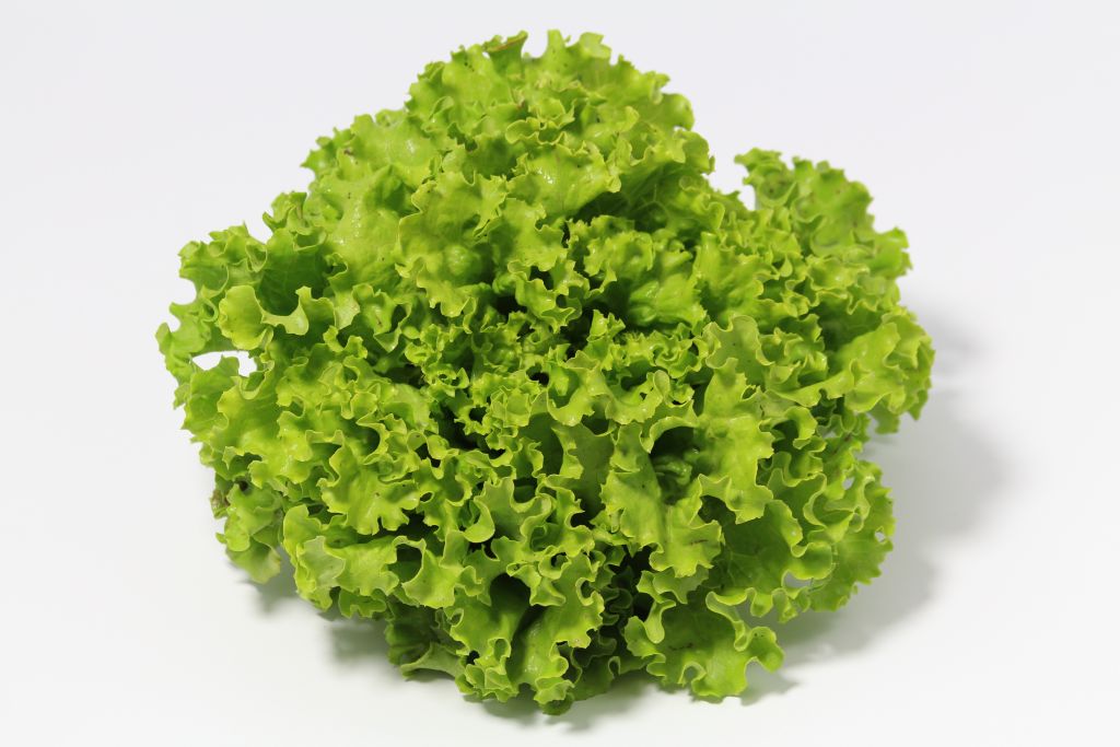 BATAVIA SALADE VERTE
