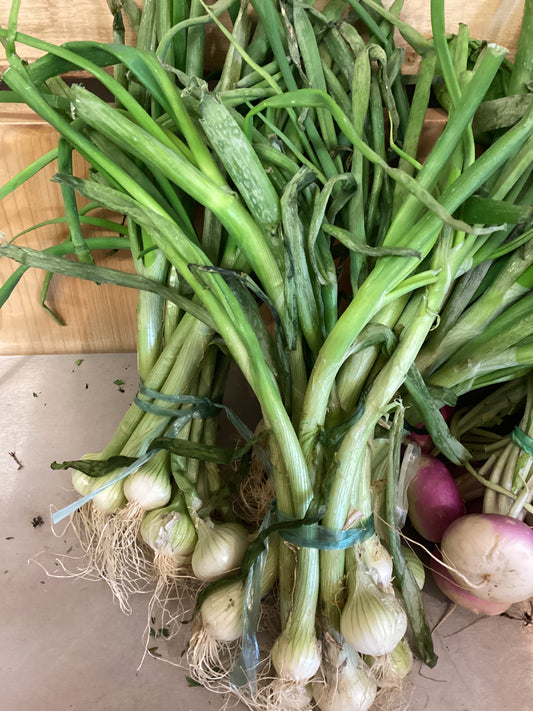OIGNONS NOUVEAUX