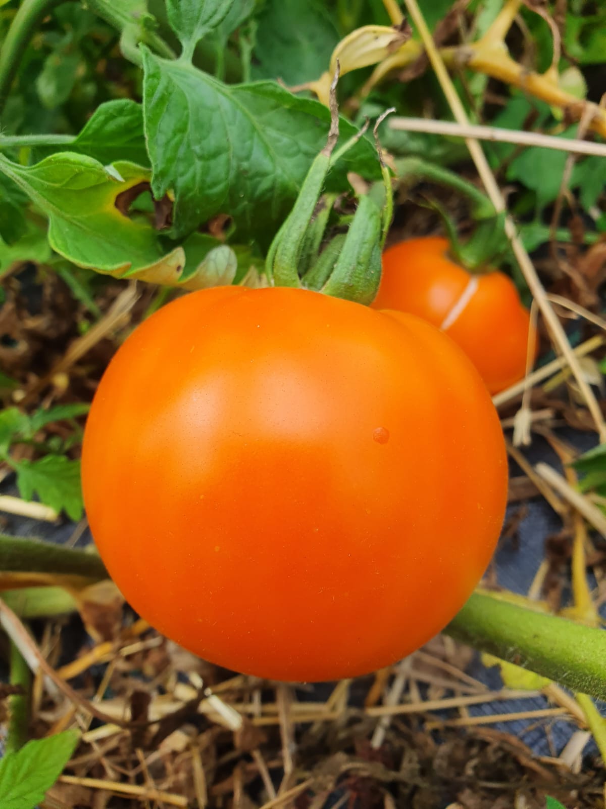 TOMATES, VARIÉTÉS ANCIENNES/CULTURE MAISON