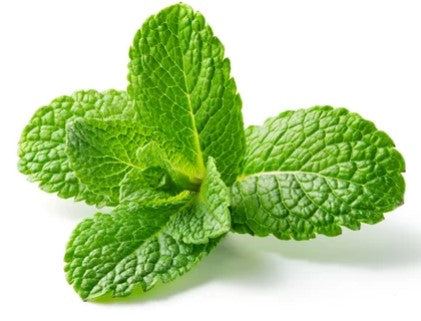 MENTHE