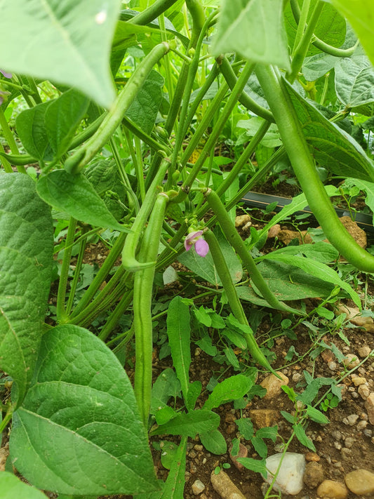 HARICOTS, VERTS NOUVEAUX