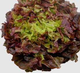 FEUILLES DE CHÊNE, ROUGE