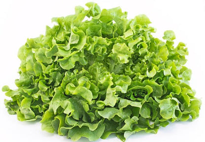FEUILLES DE CHÊNE, VERTE
