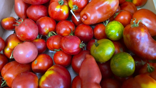 TOMATES