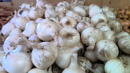 OIGNONS BLANC