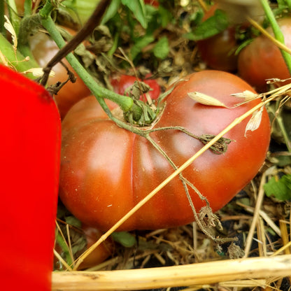 TOMATES, VARIÉTÉS ANCIENNES/CULTURE MAISON