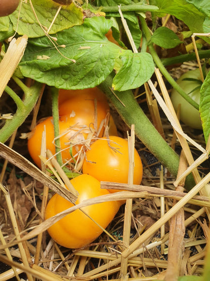 TOMATES, VARIÉTÉS ANCIENNES/CULTURE MAISON