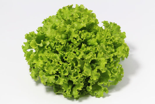 BATAVIA SALADE VERTE