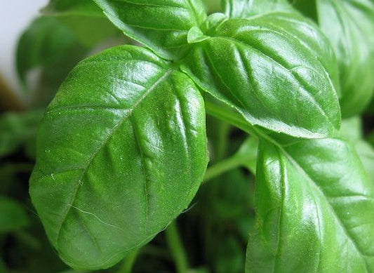 BASILIC